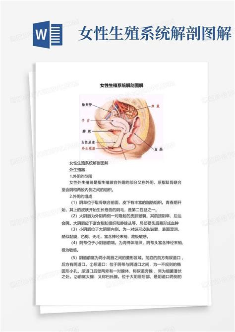 女人洞|解剖学高清图谱 女性生殖系统